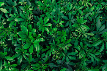 Naklejka na ściany i meble fresh green leaves pattern background, Nature concept