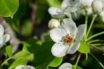 Obraz na płótnie Canvas White blossom flower on apple tree branch in spring bloom