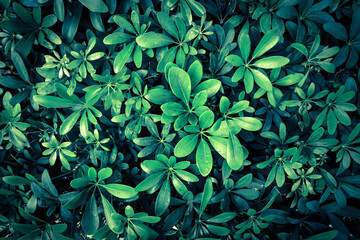 fresh green leaves pattern background, Nature concept