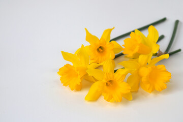 Bouquet of bright yellow daffodils on a white background, space for text