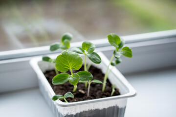 Melon seedlings in a plastic container on a windowsill