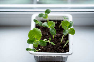 Melon seedlings in a plastic container on a windowsill