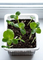 Melon seedlings in a plastic container on a windowsill