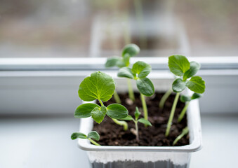 Melon seedlings in a plastic container on a windowsill