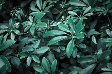 dark green leaf pattern background, Natural background