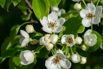 Beautiful apple tree blossom in spring