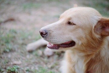 golden retriever dog