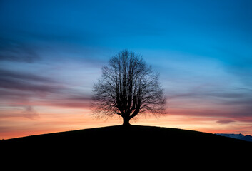 oldgrown treen on a hill at sunrise