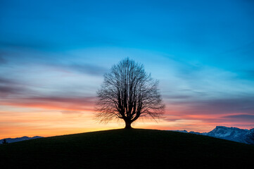 Fototapeta na wymiar silhouette of an oldgrown tree at sunrise in Gürbetal