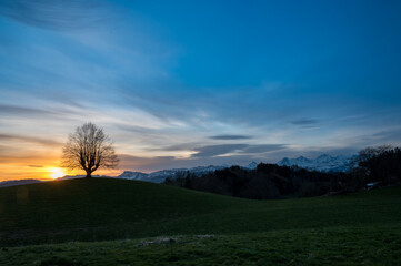 sunrise with the silhouette of an oldgrown tree in Gürbetal