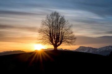 Fototapeta na wymiar sunrise with the silhouette of an oldgrown tree in Gürbetal
