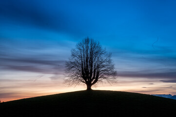 Fototapeta na wymiar silhouette of an oldgrown tree at sunrise in Gürbetal