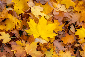 Naklejka na ściany i meble Yellow and orange maple leaves on the ground, top view. Autumn background with maple leaves