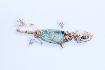dead lizard body being eaten by a group of red ants, Lizards are .swarmed by ants. On a white background