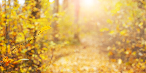 Autumn golden background with yellow leaves in the forest on a blurred background