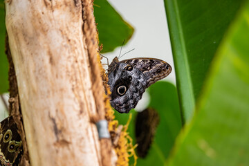 A beautiful brown butterfly sitting on the branch of a plant, with closed wings decorated with colored circles. In the background blurred the green leaves of plants.