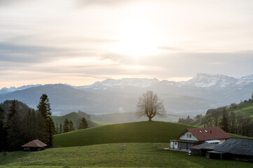 solitary tree on top of a hill in Gürbetal, Switzerland
