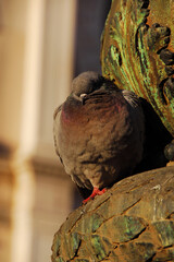 Slepping pigeon in Venice