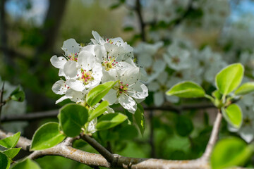 Obraz na płótnie Canvas Spring bloom, apple tree flower close-up with soft background