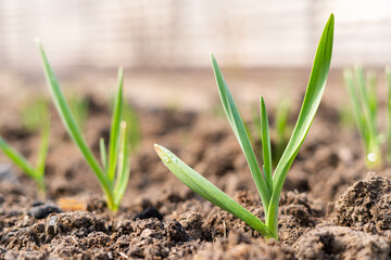 Green sprouts of garlic grow in a garden bed. Winter garlic on the ground covered with mulch