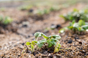 Strawberry seedlings grow in the home garden