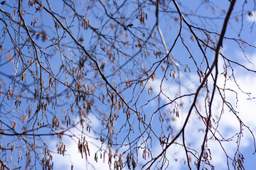 branches against sky