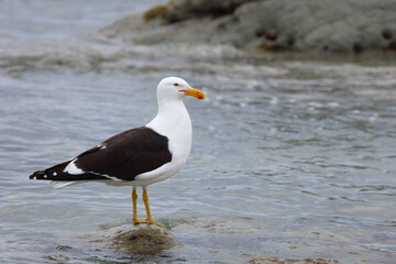 Dominikanermöwe / Southern black-backed gull / Larus dominicanus