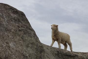 Romneyschaf / Romney sheep / Ovis.
