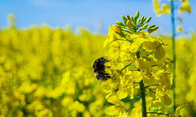 Frühling in Hannover Kronsberg.