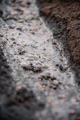Carrot seeds lie on the ground in a row
