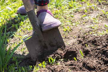 An elderly woman digs the earth with a shovel in her garden in the village