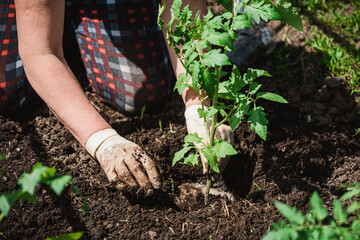 planting tomato seedlings with the hands of a careful farmer in their garden