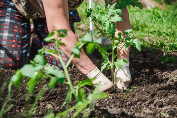 planting tomato seedlings with the hands of a careful farmer in their garden