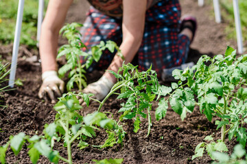 An elderly woman is planting tomato seedlings in her vegetable garden in the village