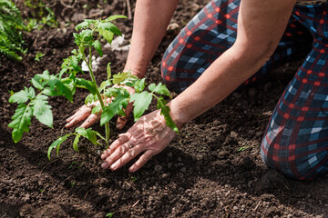 old woman inserts saplings of tomatoes in the ground in the spring