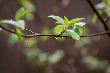 Twig of Prunus padus with young green leaves on spring day. Selective focus