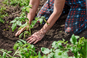 old woman inserts saplings of tomatoes in the ground in the spring