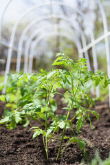 Young tomato seedlings planted in a garden bed inside a greenhouse in a village in spring