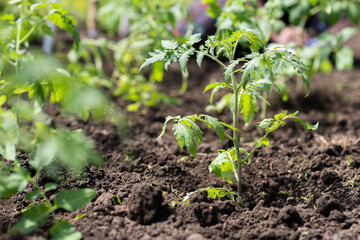 Young tomato seedlings grow in the garden in spring