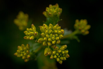 beautiful yellow spring flower	