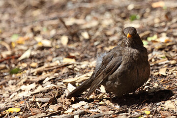 Amsel oder Schwarzdrossel / Blackbird / Turdus merula