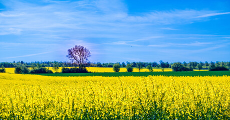 Frühling in Hannover Kronsberg.
