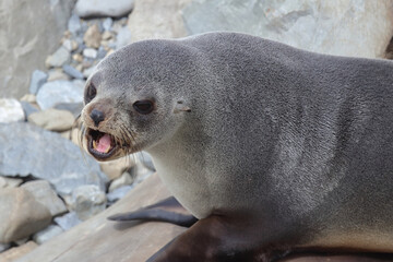 Neuseel&auml;ndischer Seeb&auml;r / New Zealand fur seal / Arctocephalus forsteri