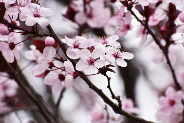 Fototapeta na wymiar Plum Blossoms Blooming In Early March 