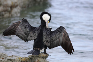 Elsterscharbe / Australian pied cormorant / Phalacrocorax varius
