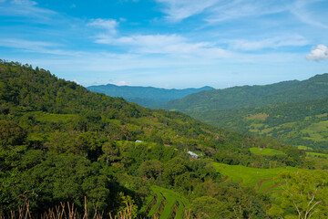 Obraz premium Malino, Tinggimoncong, Gowa Regency, South Sulawesi, Indonesia 3-25-2021 Beautiful rice field malino.