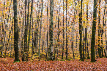Fototapeta premium Beautiful colors of the autumn forest (Fageda d'en Jorda, Garrotxa Province, Catalonia, Spain)