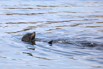Neuseeländischer Seebär / New Zealand fur seal / Arctocephalus forsteri