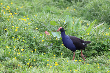 Purpurhuhn / Pukeko or Australasian swamphen / Porphyrio melanotus