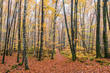 Hiking in the amazing autumn forest (Fageda d'en Jorda, Garrotxa Province, Catalonia, Spain)